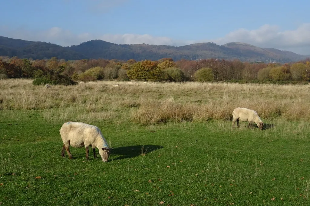 Sheep grazing on Castlemorton